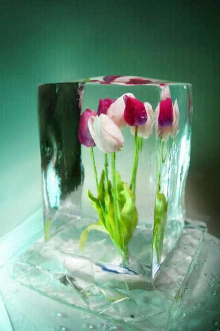 Тюльпаны во льду