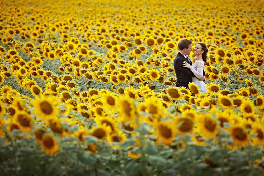 Подсолнуховое поле - фон для свадебных фото
