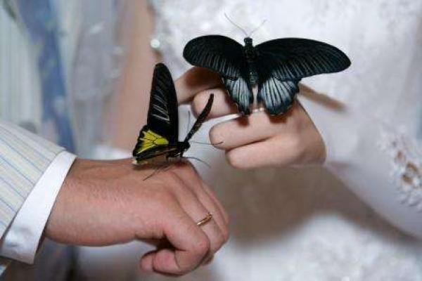 Живые бабочки на свадьбу