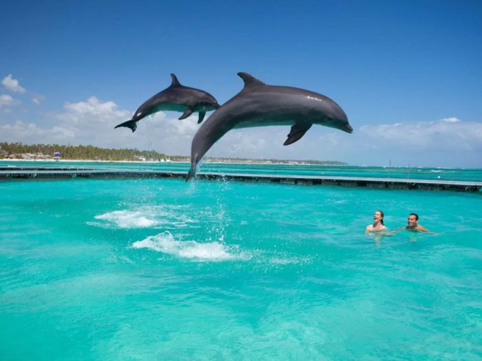 Дельфины в Манати парк