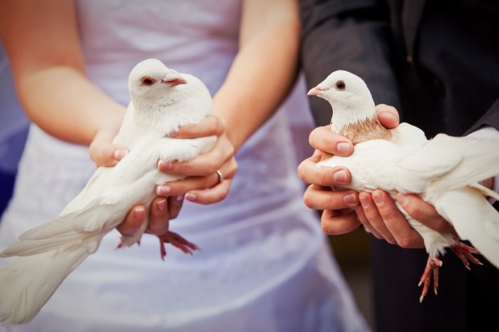 Жених и невеста держат голубей в руках, чтобы 