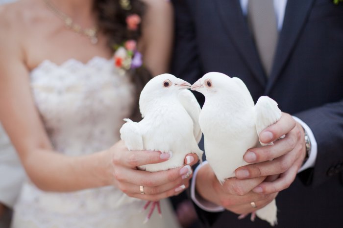 Голуби на свадьбе