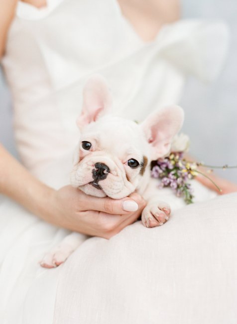 На свадьбу можно взять небольших спокойных собак