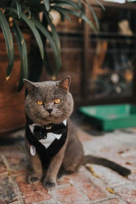Смело берите на свадьбу ласковых котов