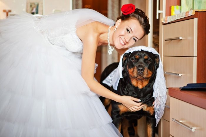 Собака на сборах невесты