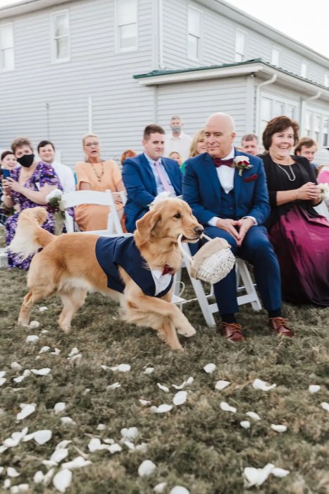 Собака на свадьбе несет кольца