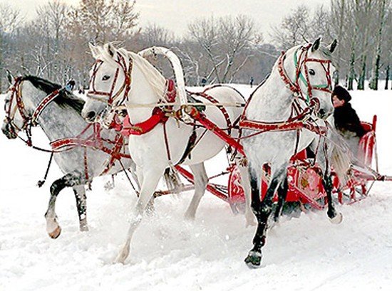 Зимняя свадьба с конной упряжкой