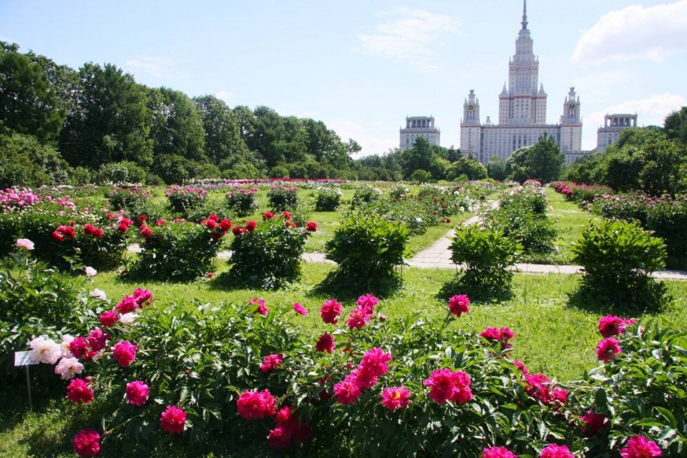 Пионы в Ботаническом саду в Москве
