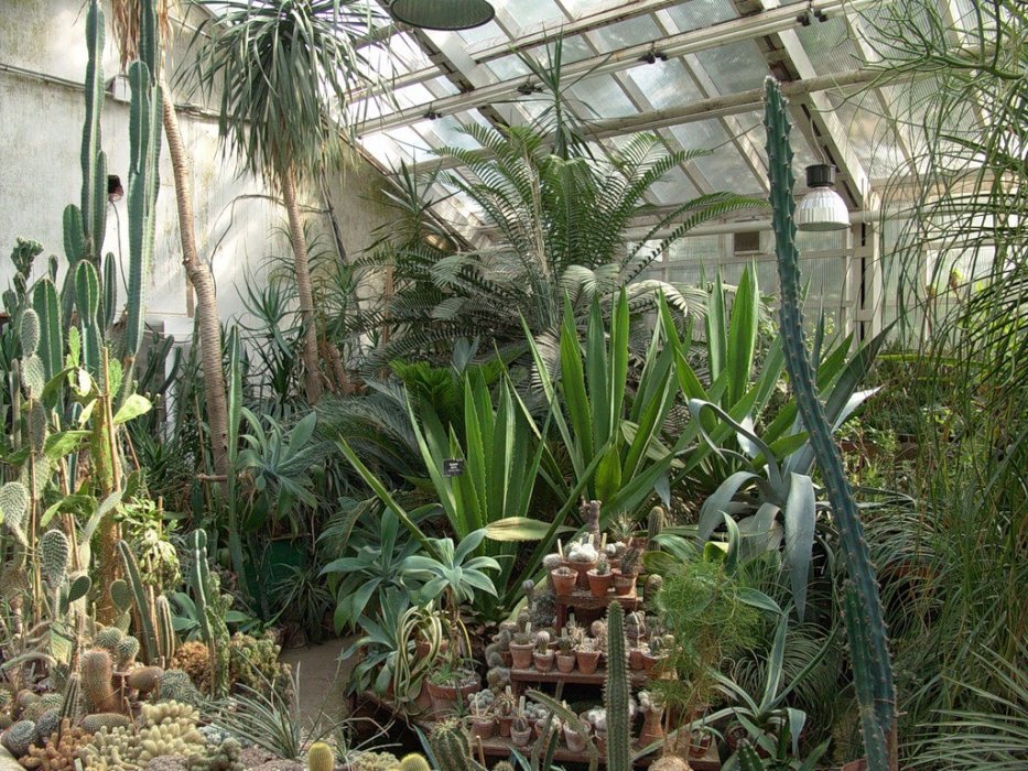 Оранжерея в Ботаническом саду в Москве