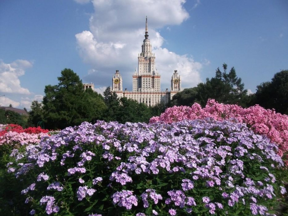 Флоксы Ботанического сада в Москве