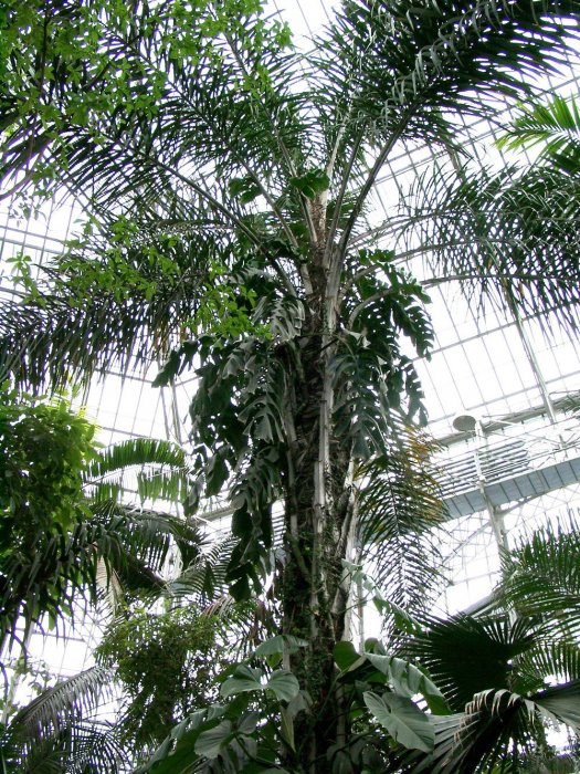Пальмовые растения