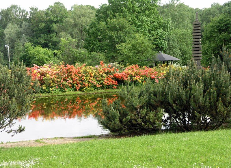 Красивый пруд для фотосессии в ботаническом саду РАН