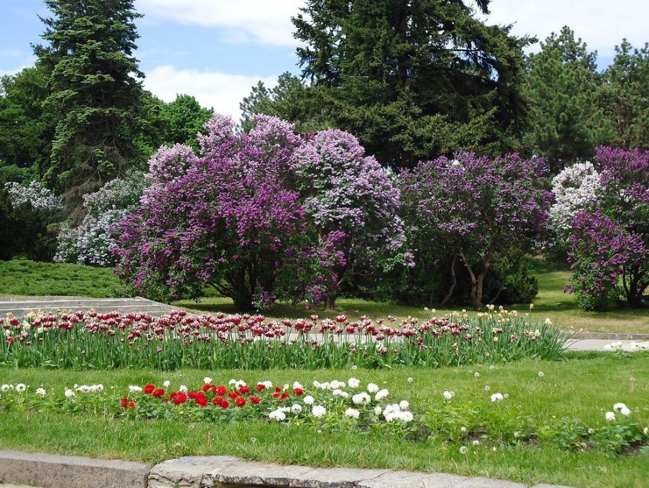 Красота ботанического сада в Киеве