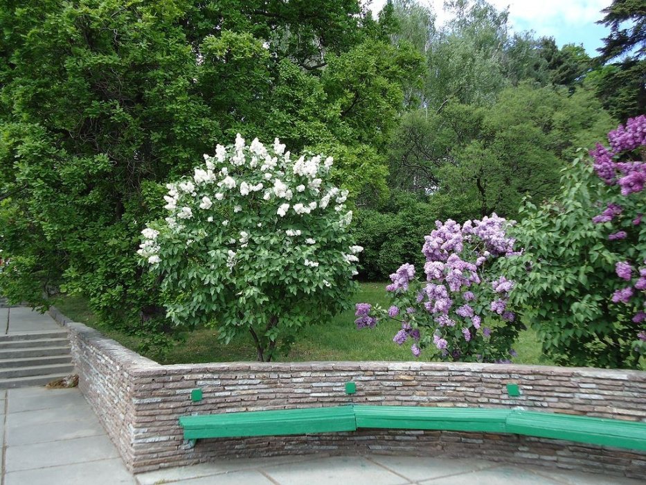 Скамеечки в ботаническом саду в Киеве