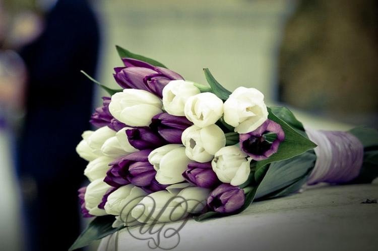 Фиолет тюльпаны