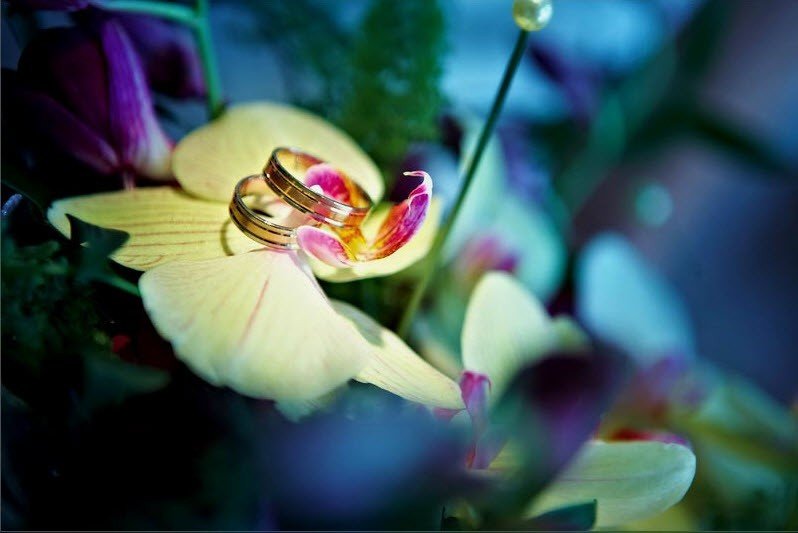 Кольца орхидея